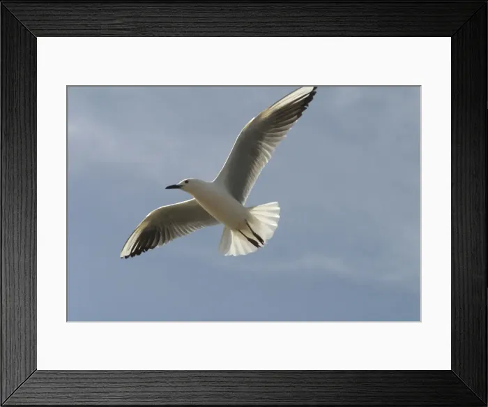 Framed Print : Slender-billed Gull - In flight. At Es Sejoumi, Tunisia, North Africa Framed Print : Slender-billed Gull - In flight. At Es Sejoumi, Tunisia, North Africa