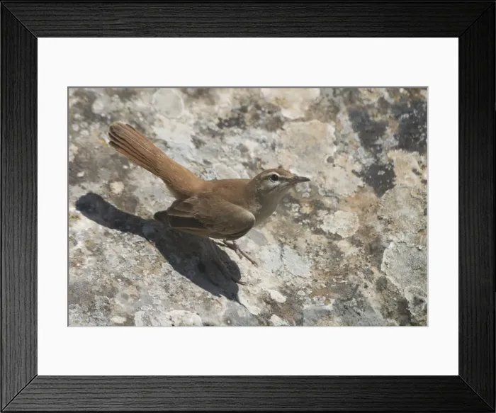Framed Print : Rufous Bush Robin, on Roman ruin. - Among the Roman ruins at Dougga, Tunisia, North Africa Framed Print : Rufous Bush Robin, on Roman ruin. - Among the Roman ruins at Dougga, Tunisia, North Africa