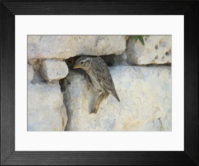 Framed Print : Rock Sparrow at nest. - This nest in a crevice in a rock wall of a Roman ruin at Dougga, Tunisia, North Africa Framed Print : Rock Sparrow at nest. - This nest in a crevice in a rock wall of a Roman ruin at Dougga, Tunisia, North Africa