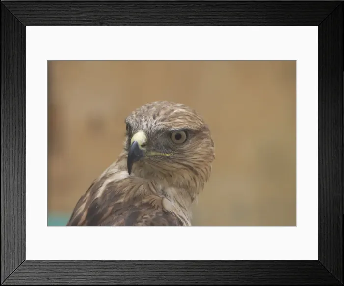 Framed Print : Long-legged Buzzard, juvenile, close up of head. Newly-fledged bird for sale in Sfax, Tunisia, North Africa Framed Print : Long-legged Buzzard, juvenile, close up of head. Newly-fledged bird for sale in Sfax, Tunisia, North Africa