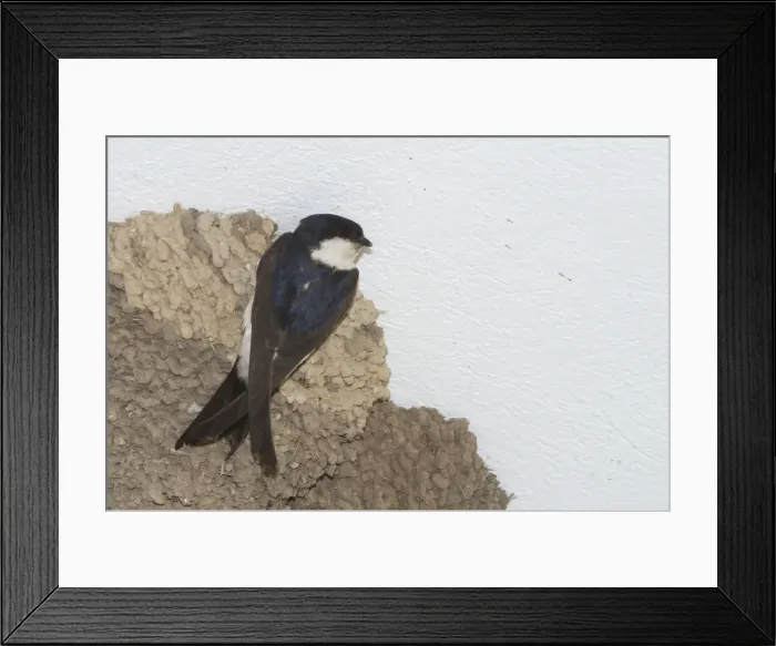 Framed Print : House Martin at nest - Nesting under the eaves of a shop in Tunis, Tunisia, North Africa Framed Print : House Martin at nest - Nesting under the eaves of a shop in Tunis, Tunisia, North Africa