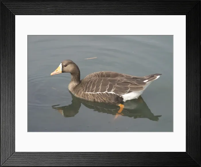 Framed Print : White-fronted Goose, swimming Framed Print : White-fronted Goose, swimming