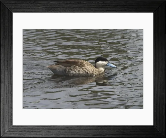 Framed Print : Silver Teal - Swimming Framed Print : Silver Teal - Swimming