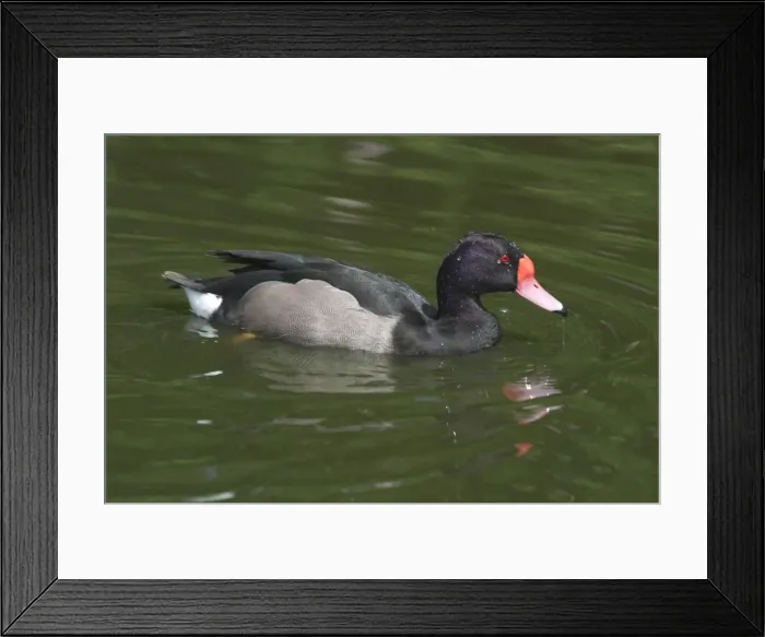 Framed Print : Rosy-billed Pochard - Swimming Framed Print : Rosy-billed Pochard - Swimming