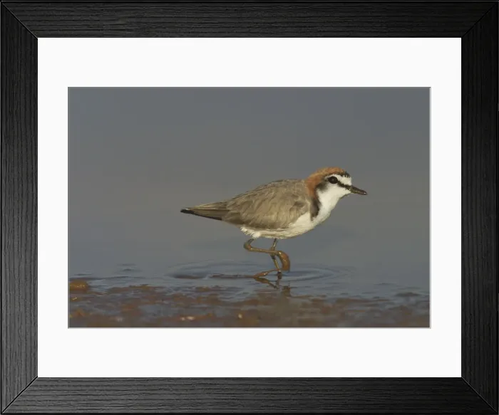 Framed Print : Red-capped Plover - A widespread plover closely related to the Kentish Plover. Inhabits both coastal and inland waterways. At a pond near Marble Bar, Pilbara, Western Australia Framed Print : Red-capped Plover - A widespread plover closely related to the Kentish Plover. Inhabits both coastal and inland waterways. At a pond near Marble Bar, Pilbara, Western Australia