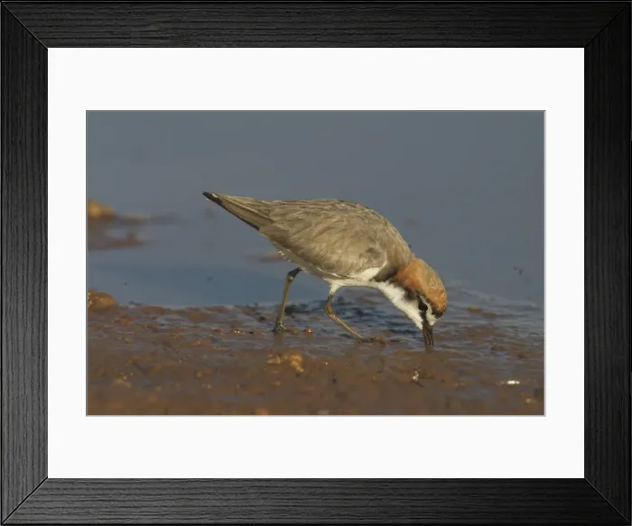 Framed Print : Red-capped Plover, feeding. - A widespread plover closely related to the Kentish Plover. Inhabits both coastal and inland waterways. At a pond near Marble Bar, Pilbara, Western Australia Framed Print : Red-capped Plover, feeding. - A widespread plover closely related to the Kentish Plover. Inhabits both coastal and inland waterways. At a pond near Marble Bar, Pilbara, Western Australia