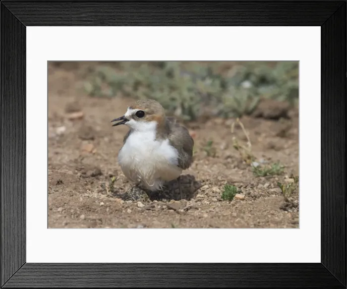 Framed Print : Red-capped Plover, female with wet abdomen. When returning to incubate this female had a wet abdomen used to cool the eggs. Both adults stood over the eggs shading rather than incubating as the temperature was in the 50 to 60 degree range Framed Print : Red-capped Plover, female with wet abdomen. When returning to incubate this female had a wet abdomen used to cool the eggs. Both adults stood over the eggs shading rather than incubating as the temperature was in the 50 to 60 degree range