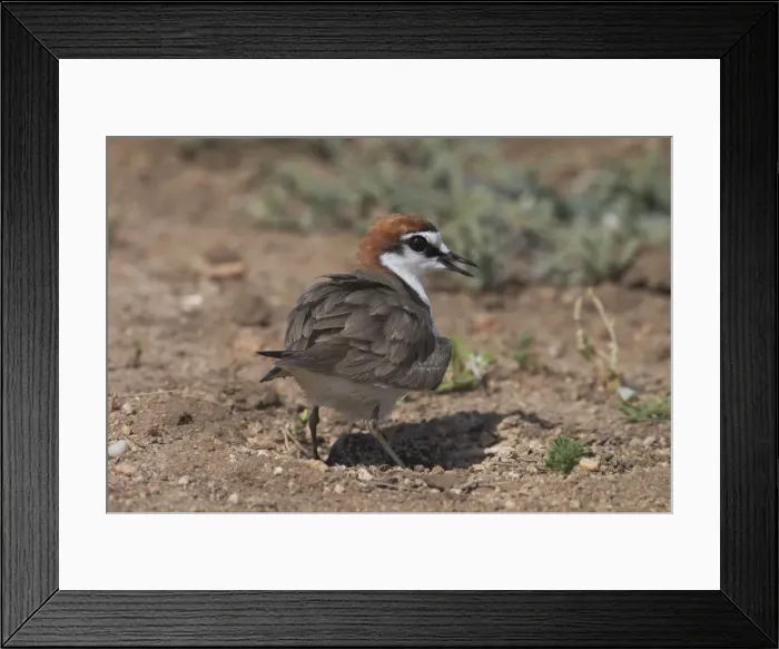Framed Print : Red-capped Plover, male straddling eggs. Both adults stood over the eggs shading rather than incubating as the temperature in the open was in the 50 to 60 degree range Framed Print : Red-capped Plover, male straddling eggs. Both adults stood over the eggs shading rather than incubating as the temperature in the open was in the 50 to 60 degree range