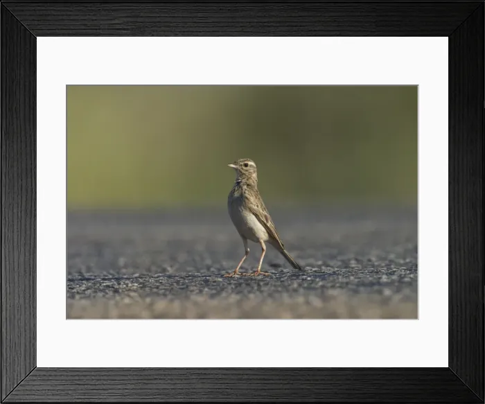 Framed Print : Richard's Pipit standing on the road. Found in open country right throughout Australia. Often seen on roads running off as a car approaches. Also found in Africa and Eurasia through to New Zealand. They eat sleep and nest on the ground Framed Print : Richard's Pipit standing on the road. Found in open country right throughout Australia. Often seen on roads running off as a car approaches. Also found in Africa and Eurasia through to New Zealand. They eat sleep and nest on the ground