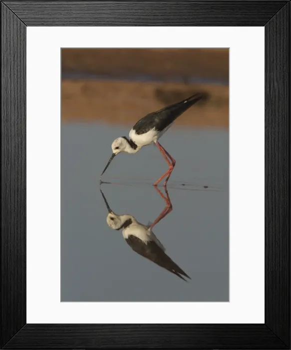 Framed Print : Black-winged Stilt wading at dawn. At a small body of water near Marble Bar in the Pilbara, Western Australia. Found in a wide variety of wetland habitats throughout Australia Framed Print : Black-winged Stilt wading at dawn. At a small body of water near Marble Bar in the Pilbara, Western Australia. Found in a wide variety of wetland habitats throughout Australia