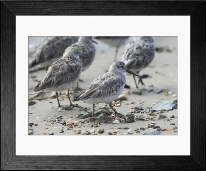 Framed Print : Great Knot - Breeds in the sub-arctic highlands of northern Siberia and migrates in large numbers to Australian coasts particularly in the north. At Cairns esplanade, Queensland, Australia Framed Print : Great Knot - Breeds in the sub-arctic highlands of northern Siberia and migrates in large numbers to Australian coasts particularly in the north. At Cairns esplanade, Queensland, Australia