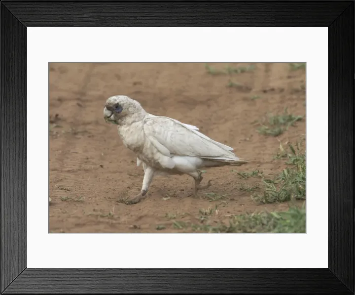 Framed Print : Little Corella - Dirty from ground feeding in the dusty ground of Marble Bar, Pilbara, Western Australia. Found throughout much of Australia except for the south west Framed Print : Little Corella - Dirty from ground feeding in the dusty ground of Marble Bar, Pilbara, Western Australia. Found throughout much of Australia except for the south west
