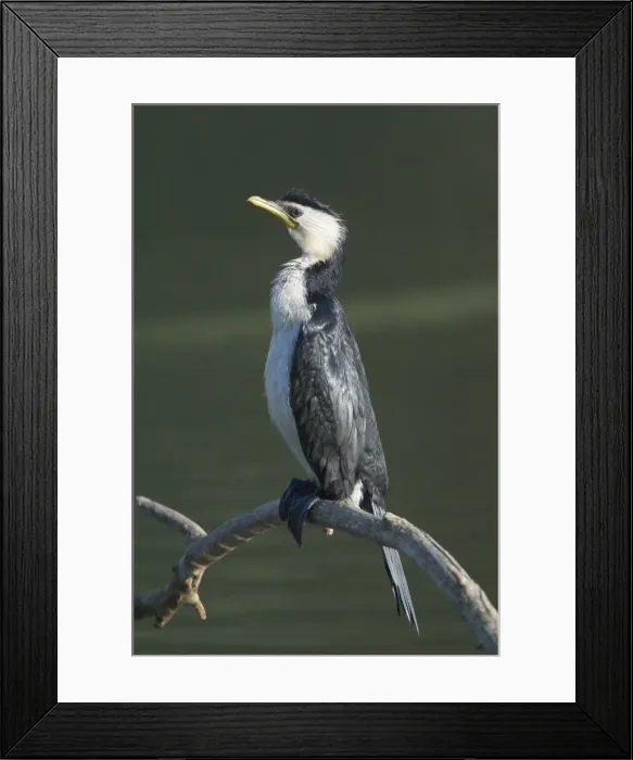 Framed Print : Little Pied Cormorant - Found around the Australian coastline and many inland areas such as farm dams, billabongs, swamps and inland creeks and rivers. On a suburban pond in Perth, Western Australia