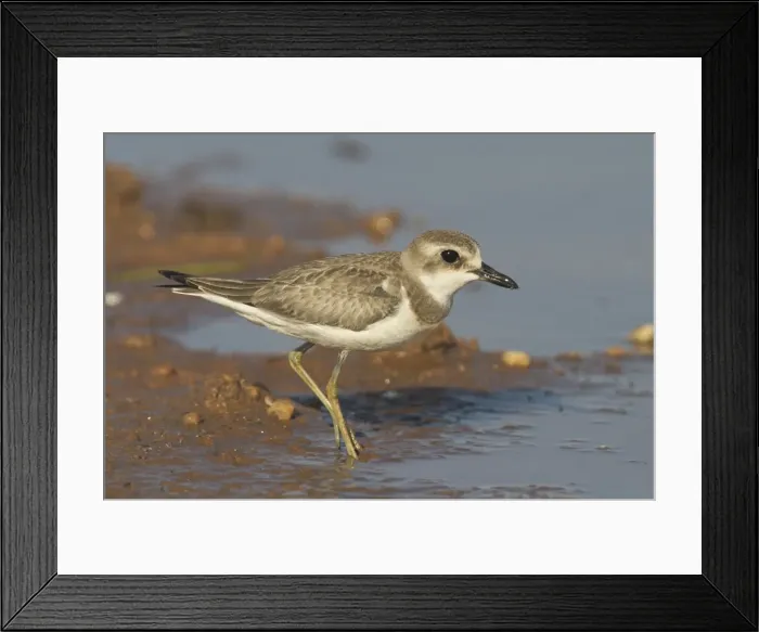 Framed Print : Oriental Plover, at pond edge. Breeds in Mongolia and northern China and winters in large numbers in northern Australia where it prefers dry inland areas. Sometimes near ponds. At a pond near Marble Bar, Pilbara, Western Australia Framed Print : Oriental Plover, at pond edge. Breeds in Mongolia and northern China and winters in large numbers in northern Australia where it prefers dry inland areas. Sometimes near ponds. At a pond near Marble Bar, Pilbara, Western Australia
