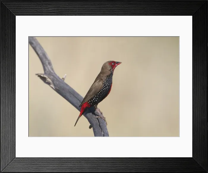 Framed Print : Painted Finch / Firetail, male perched. Inhabits arid spinifex covered land especially where there are rocky hills with pools of water. Usually in small flocks. A bird of the Australian outback. Nomadic. Nests in spinifex clumps Framed Print : Painted Finch / Firetail, male perched. Inhabits arid spinifex covered land especially where there are rocky hills with pools of water. Usually in small flocks. A bird of the Australian outback. Nomadic. Nests in spinifex clumps
