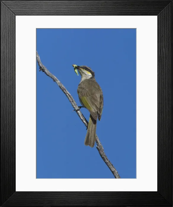 Framed Print : Singing Honeyeater - With food in mouth. A common honeyeater found throughout inland Australia and to the coast in the west. Inhabits dry shrublands, mallee and mulga areas, open woodlands and into urban areas in country towns Framed Print : Singing Honeyeater - With food in mouth. A common honeyeater found throughout inland Australia and to the coast in the west. Inhabits dry shrublands, mallee and mulga areas, open woodlands and into urban areas in country towns