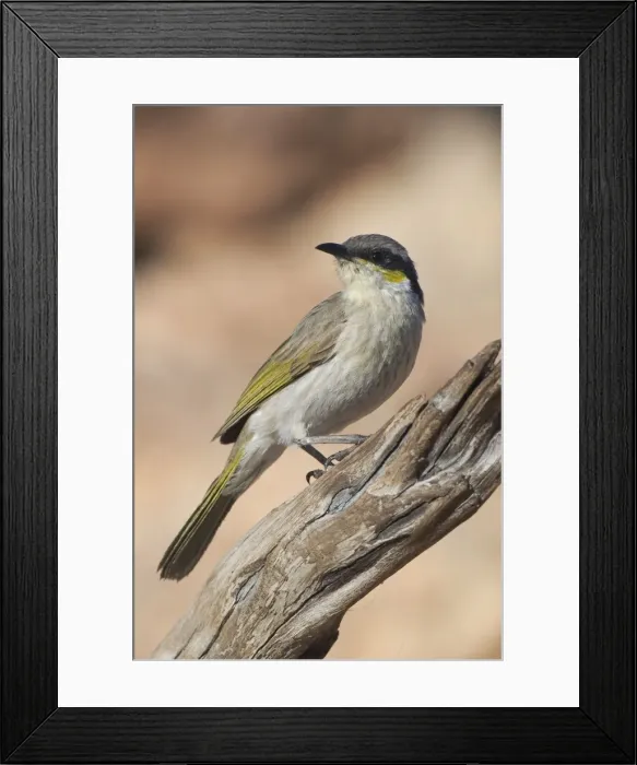 Framed Print : Singing Honeyeater - A common honeyeater found throughout inland Australia and to the coast in the west. Inhabits dry shrublands, mallee and mulga areas, open woodlands and into urban areas in country towns Framed Print : Singing Honeyeater - A common honeyeater found throughout inland Australia and to the coast in the west. Inhabits dry shrublands, mallee and mulga areas, open woodlands and into urban areas in country towns