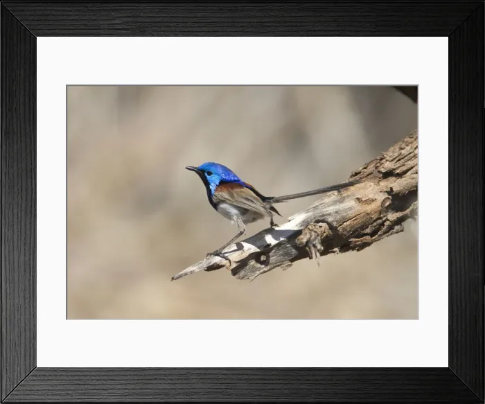 Framed Print : Variegated Fairy-wren, male perched. Previously known as Purple-backed Fairy-wren. This subspecies inhabits drier country such as spinifex with associated shrubbery. Also in mallee and mulga and along dry tree-lined watercourses Framed Print : Variegated Fairy-wren, male perched. Previously known as Purple-backed Fairy-wren. This subspecies inhabits drier country such as spinifex with associated shrubbery. Also in mallee and mulga and along dry tree-lined watercourses