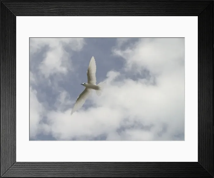 Framed Print : White Tern - in flight. Found in tropical and subtropical seas usually far from land except when breeding. On Home Island in the Cocos (Keeling) group, Indian Ocean