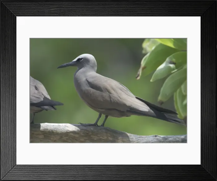 Framed Print : Common Noddy - At Pulu Keeling National Park, the northernmost atoll of the Cocos (Keeling) Islands, Indian Ocean. Pulu Keeling is Australia's smallest National Park Framed Print : Common Noddy - At Pulu Keeling National Park, the northernmost atoll of the Cocos (Keeling) Islands, Indian Ocean. Pulu Keeling is Australia's smallest National Park