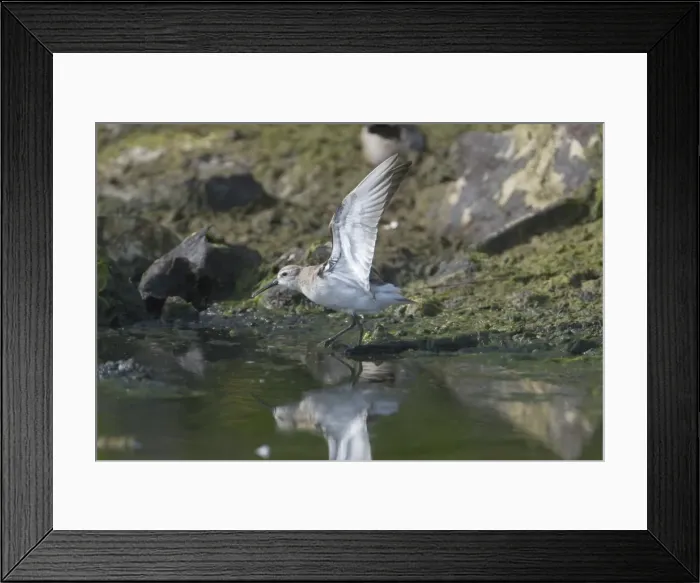 Framed Print : Curlew Sandpiper - With open wings. On West Island Cocos (Keeling) Islands, Indian Ocean Framed Print : Curlew Sandpiper - With open wings. On West Island Cocos (Keeling) Islands, Indian Ocean
