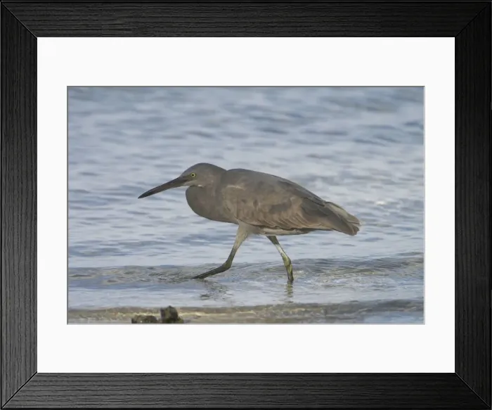 Framed Print : Eastern Reef Egret - Unusually coloured with black legs and black bill. Home Island in the Cocos (Keeling) Island group Framed Print : Eastern Reef Egret - Unusually coloured with black legs and black bill. Home Island in the Cocos (Keeling) Island group