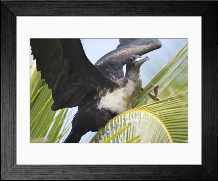 Framed Print : Great Frigatebird adult female - At Pulu Keeling National Park, Cocos (Keeling) Islands, Indian Ocean. Pulu Keeling is Australia's smallest and most western National Park Framed Print : Great Frigatebird adult female - At Pulu Keeling National Park, Cocos (Keeling) Islands, Indian Ocean. Pulu Keeling is Australia's smallest and most western National Park