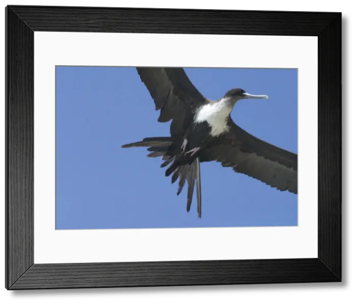 Framed Print : Great Frigatebird - Female in flight. At Pulu Keeling National Park, Cocos (Keeling) Islands, Indian Ocean. Pulu Keeling is Australia's smallest and most western National Park Framed Print : Great Frigatebird - Female in flight. At Pulu Keeling National Park, Cocos (Keeling) Islands, Indian Ocean. Pulu Keeling is Australia's smallest and most western National Park