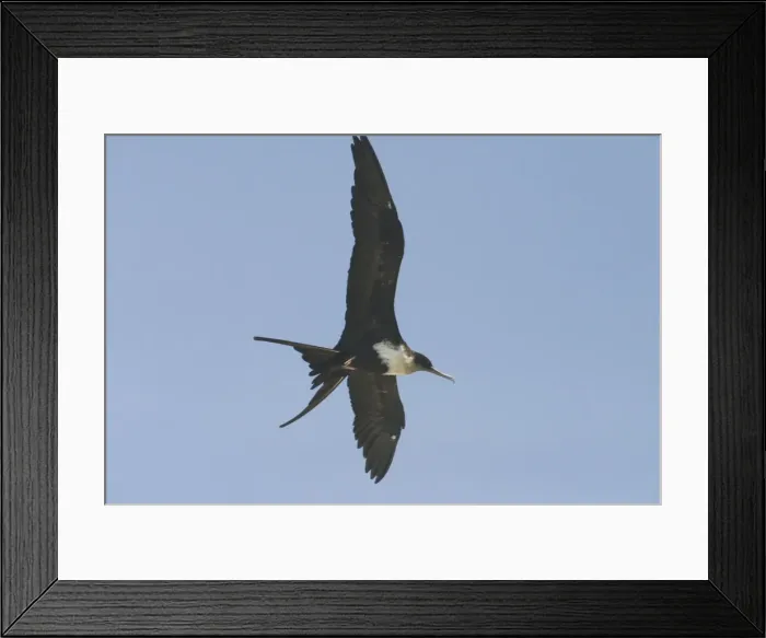 Framed Print : Great Frigatebird - female in flight. At Pulu Keeling National Park, Cocos (Keeling) Islands, Indian Ocean. Pulu Keeling is Australia's smallest and most western National Park Framed Print : Great Frigatebird - female in flight. At Pulu Keeling National Park, Cocos (Keeling) Islands, Indian Ocean. Pulu Keeling is Australia's smallest and most western National Park