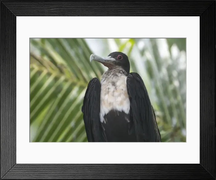 Framed Print : Great Frigatebird female - At Pulu Keeling National Park, Cocos (Keeling) Islands, Indian Ocean. Pulu Keeling is Australia's smallest and most western National Park Framed Print : Great Frigatebird female - At Pulu Keeling National Park, Cocos (Keeling) Islands, Indian Ocean. Pulu Keeling is Australia's smallest and most western National Park
