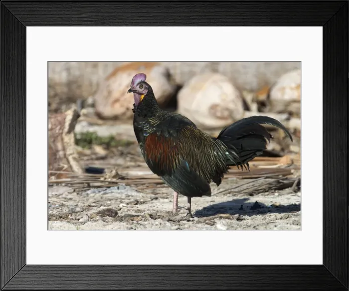 Framed Print : Green Junglefowl - male. Often seen foraging on grass edges of the airstrip and the road but wary birds quick to slip into dense roadside vegetation if a car stops. If surprised will fly off giving panic stricken calls Framed Print : Green Junglefowl - male. Often seen foraging on grass edges of the airstrip and the road but wary birds quick to slip into dense roadside vegetation if a car stops. If surprised will fly off giving panic stricken calls