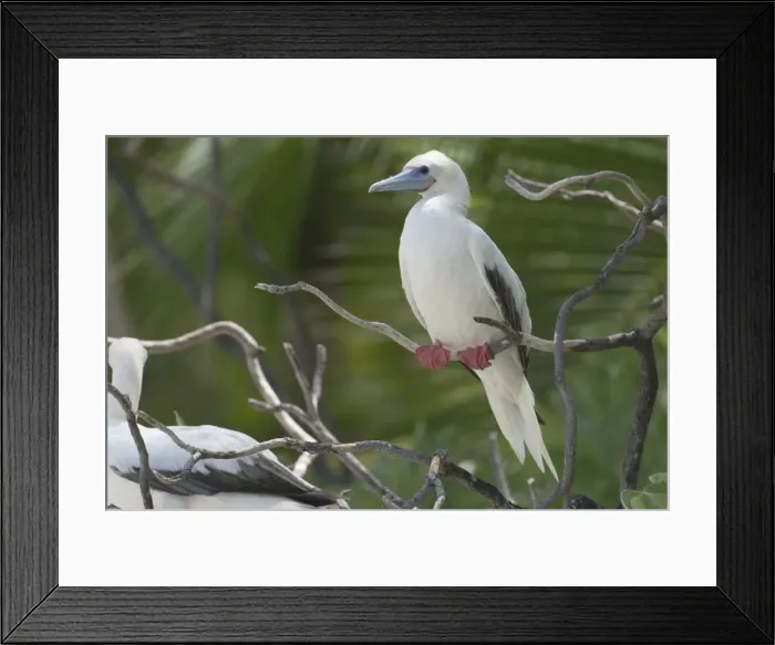 Framed Print : Red-footed Booby - At Pulu Keeling National Park, the northernmost atoll of the of the Cocos (Keeling) Islands, Indian Ocean Framed Print : Red-footed Booby - At Pulu Keeling National Park, the northernmost atoll of the of the Cocos (Keeling) Islands, Indian Ocean