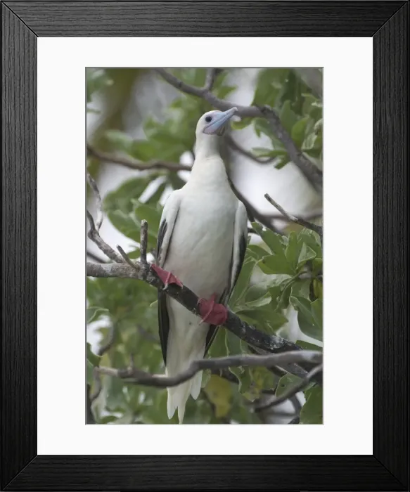 Framed Print : Red-footed Booby - At Pulu Keeling National Park, the northernmost atoll of the of the Cocos (Keeling) Islands, Indian Ocean Framed Print : Red-footed Booby - At Pulu Keeling National Park, the northernmost atoll of the of the Cocos (Keeling) Islands, Indian Ocean