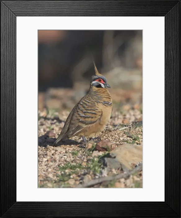 Framed Print : Spinifex Pigeon - They are adapted to life in the arid spinifex covered regions of central and western Australia where they are permanent residents. They live in small coveys but sometimes 50 or more congregate Framed Print : Spinifex Pigeon - They are adapted to life in the arid spinifex covered regions of central and western Australia where they are permanent residents. They live in small coveys but sometimes 50 or more congregate