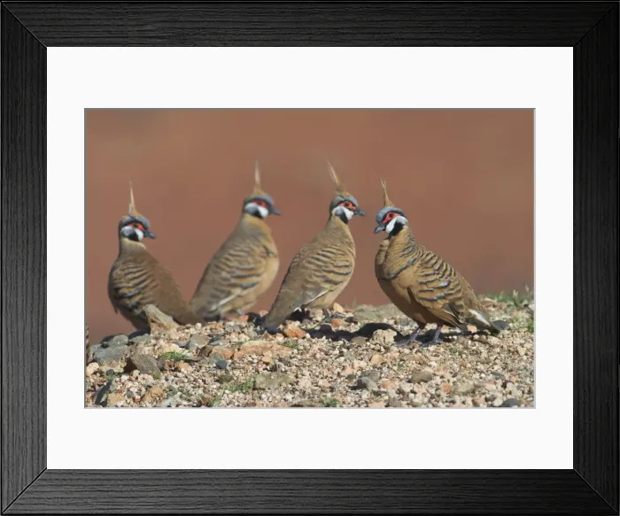 Framed Print : Spinifex Pigeon - They are adapted to life in the arid spinifex covered regions of central and western Australia where they are permanent residents. They live in small coveys but sometimes 50 or more congregate Framed Print : Spinifex Pigeon - They are adapted to life in the arid spinifex covered regions of central and western Australia where they are permanent residents. They live in small coveys but sometimes 50 or more congregate