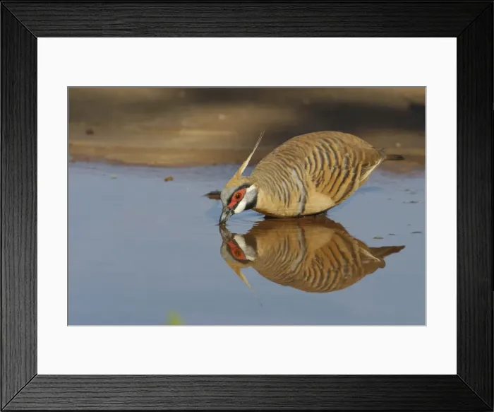 Framed Print : Spinifex Pigeon, reflected while drinking. They are adapted to life in the arid spinifex covered regions of central and western Australia where they are permanent residents. They live in small coveys but sometimes 50 or more congregate