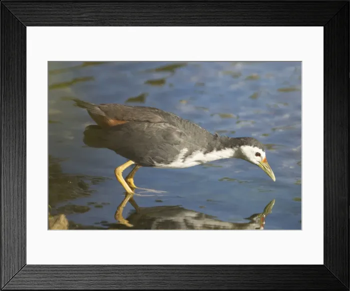 Framed Print : White-breasted Waterhen - Found throughout Asia and Indonesia. Also Christmas Island and Cocos (Keeling) Islands in the Indian Ocean, where this bird was photographed Framed Print : White-breasted Waterhen - Found throughout Asia and Indonesia. Also Christmas Island and Cocos (Keeling) Islands in the Indian Ocean, where this bird was photographed