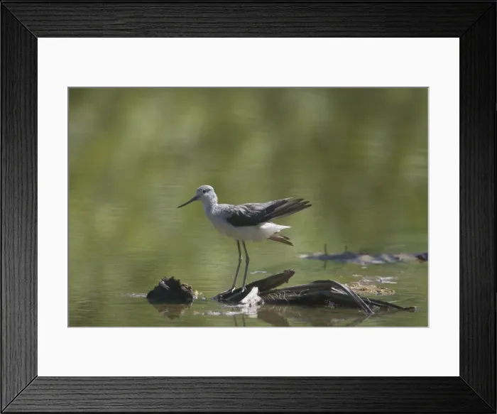 Framed Print : Common Greenshank - Migrant to the Southern Hemisphere during the northern winter. This bird on a small brackish lake on West Island Cocos (Keeling) Islands, Indian Ocean in November Framed Print : Common Greenshank - Migrant to the Southern Hemisphere during the northern winter. This bird on a small brackish lake on West Island Cocos (Keeling) Islands, Indian Ocean in November