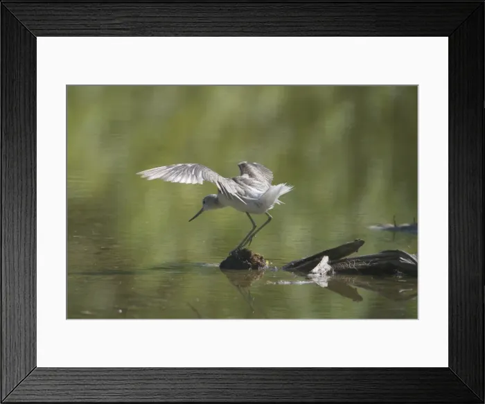 Framed Print : Common Greenshank - Migrant to the Southern Hemisphere during the northern winter. This bird on a small brackish lake on West Island Cocos (Keeling) Islands, Indian Ocean in November. Note moulting secondaries Framed Print : Common Greenshank - Migrant to the Southern Hemisphere during the northern winter. This bird on a small brackish lake on West Island Cocos (Keeling) Islands, Indian Ocean in November. Note moulting secondaries