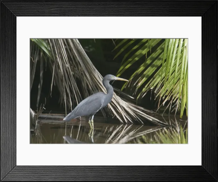 Framed Print : Eastern Reef Egret, - grey morph. Foraging in a brackish lake on West Island, Cocos (Keeling) Islands, Indian Ocean Framed Print : Eastern Reef Egret, - grey morph. Foraging in a brackish lake on West Island, Cocos (Keeling) Islands, Indian Ocean