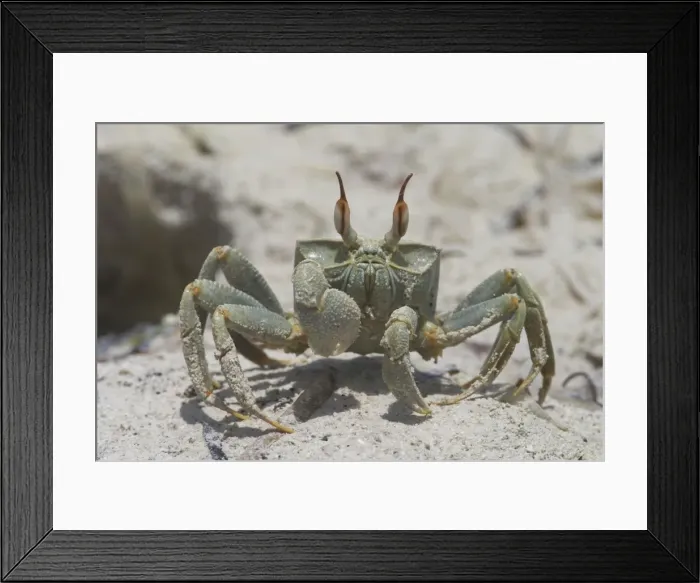 Framed Print : Horn-eyed Ghost Crab - A swift-running shore crab. The horns are longer in males. West Island, Cocos (Keeling) Islands, Indian Ocean Framed Print : Horn-eyed Ghost Crab - A swift-running shore crab. The horns are longer in males. West Island, Cocos (Keeling) Islands, Indian Ocean