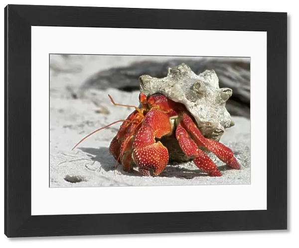 Red Hermit Crab - Emerging from its shell. On Home Island Cocos (Keeling) Islands, Indian Ocean