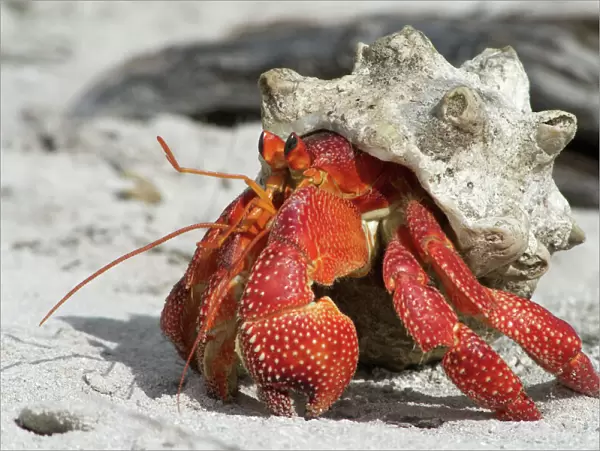 Red Hermit Crab - Emerging from its shell. On Home Island Cocos (Keeling) Islands, Indian Ocean
