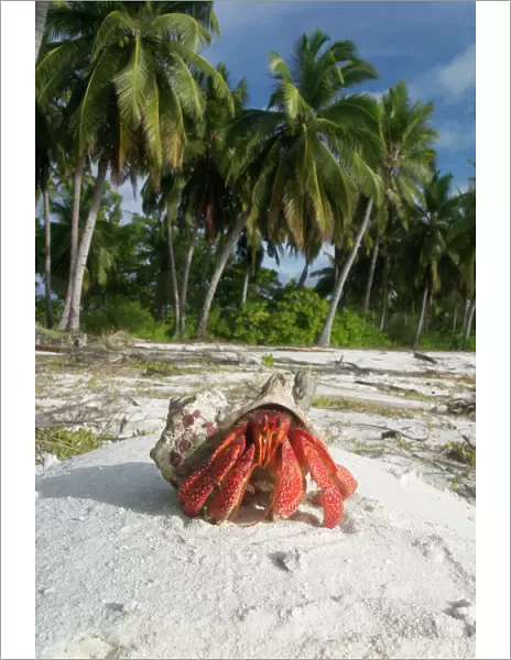 Red Hermit Crab in its habitat, emerging from its shell. On Home Island, Cocos (Keeling) Islands, Indian Ocean