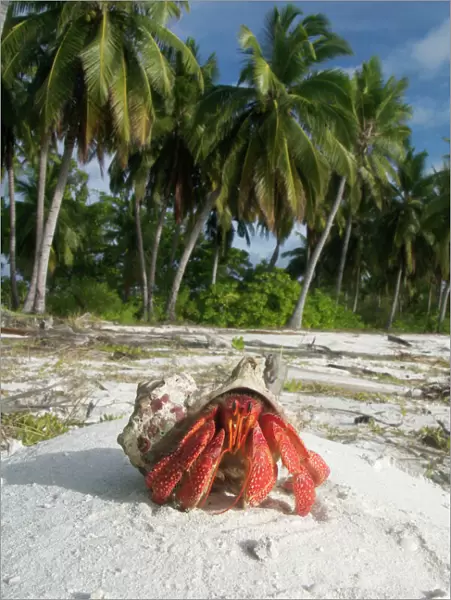 Red Hermit Crab in its habitat, emerging from its shell. On Home Island, Cocos (Keeling) Islands, Indian Ocean