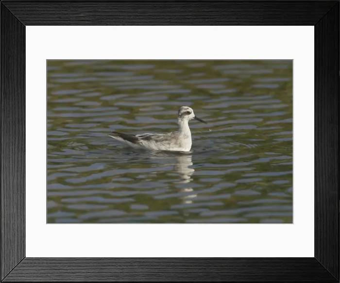 Framed Print : Red-necked Phalarope - winter plumage. Photographed at Cocos (Keeling) Islands, Indian Ocean. Note water drops on neck and from bill Framed Print : Red-necked Phalarope - winter plumage. Photographed at Cocos (Keeling) Islands, Indian Ocean. Note water drops on neck and from bill