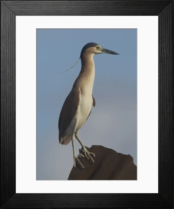 Framed Print : Rufous Night Heron / Nankeen Night Heron - Adult at rubbish dump on Home Island, Cocos (Keeling) Islands, Indian Ocean. Commonly seen by day Framed Print : Rufous Night Heron / Nankeen Night Heron - Adult at rubbish dump on Home Island, Cocos (Keeling) Islands, Indian Ocean. Commonly seen by day