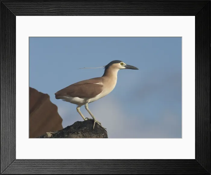 Framed Print : Rufous Night Heron / Nankeen Night Heron - Adult at rubbish dump on Home Island, Cocos (Keeling) Islands, Indian Ocean. Commonly seen by day Framed Print : Rufous Night Heron / Nankeen Night Heron - Adult at rubbish dump on Home Island, Cocos (Keeling) Islands, Indian Ocean. Commonly seen by day