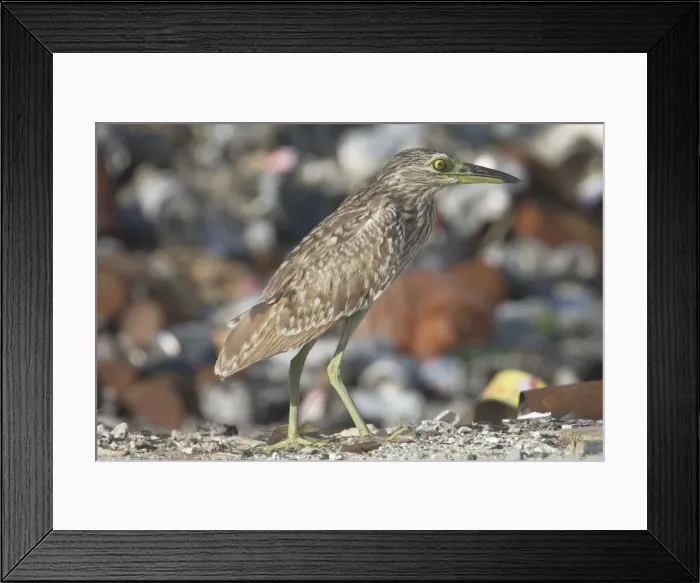 Framed Print : Rufous Night Heron / Nankeen Night Heron - Juvenile at rubbish dump blinking. Home Island Cocos (Keeling) Island, Indian Ocean. Commonly seen by day Framed Print : Rufous Night Heron / Nankeen Night Heron - Juvenile at rubbish dump blinking. Home Island Cocos (Keeling) Island, Indian Ocean. Commonly seen by day