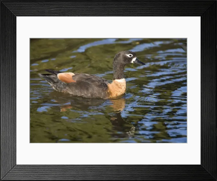 Framed Print : Australian Shelduck - Female in suburban Perth. Common on large expanses of saline and fresh water only in the southeast and southwest of Australia Framed Print : Australian Shelduck - Female in suburban Perth. Common on large expanses of saline and fresh water only in the southeast and southwest of Australia